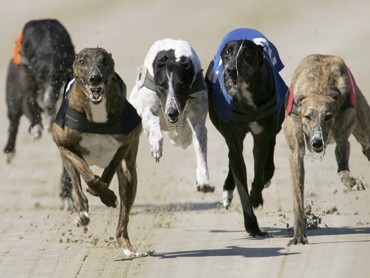 Curious About What Will Happen To Mass. Greyhounds