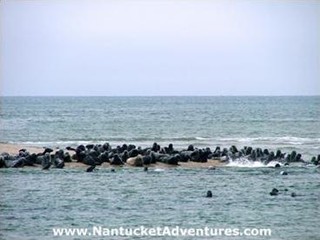 NantucketAdventures.com
