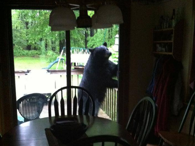 This bear was at the door to a home in East Brookfield. (Credit: East Brookfield Police)