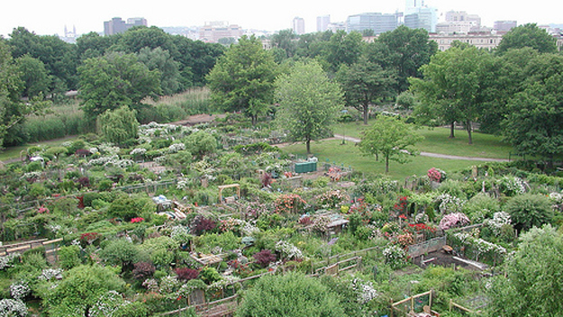 The Victory Garden in Back Bay Fens grows vegetables, herbs, and flowers. (Credit: Fenway Victory Gardens)