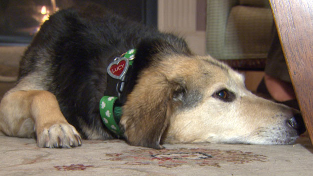 Lucy saved her owner after they were hit by a car in Dorchester. (WBZ-TV photo)