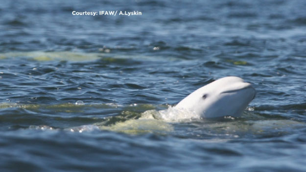 A beluga whale in Russia.  (Photo courtesy IFAW/A. Lyskin)