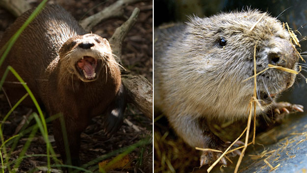 Keefer Madness: Otter Attacks vs. Beaver Attacks – CBS Boston