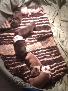 The stolen puppies litter mates. (Photo credit: Auburn Police)