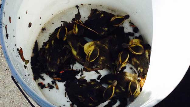 Ducklings rescued by police and firefighters in Wellesley (Photo credit Wellesley police)