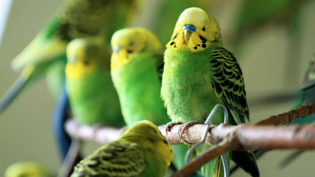 With the addition of four new parakeets Nevins Farm is now housing a record 53 adoptable birds (Courtesy: MSPCA-Angell)