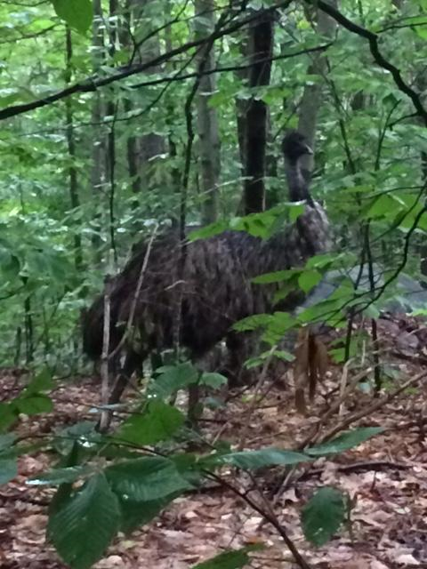 Another view of the elusive emu (Photo credit Bow police)