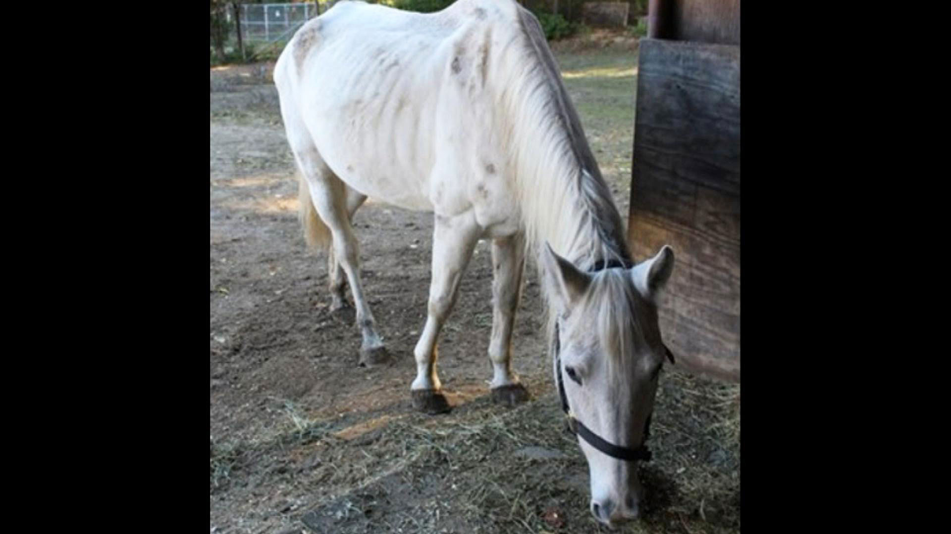 A malnourished horse was rescued from a Derry, New Hampshire home on Oct. 16, police say. (Photo Credit: Derry Police Department)