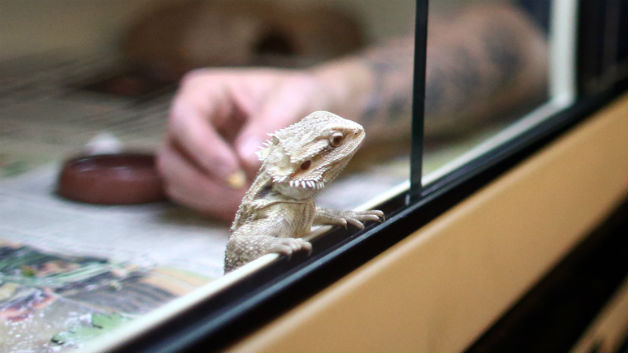 Boston S Best Pet Shops For Reptile Owners Cbs Boston