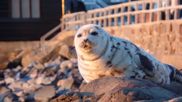 An ice seal on the rocks (Image credit New England Aquarium)