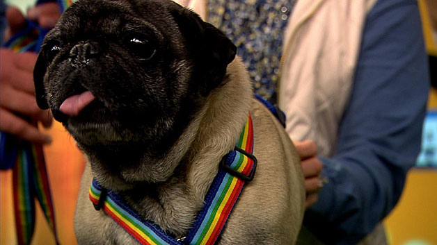 Mr. E, up for adoption from Pug Rescue of New England. (WBZ-TV)