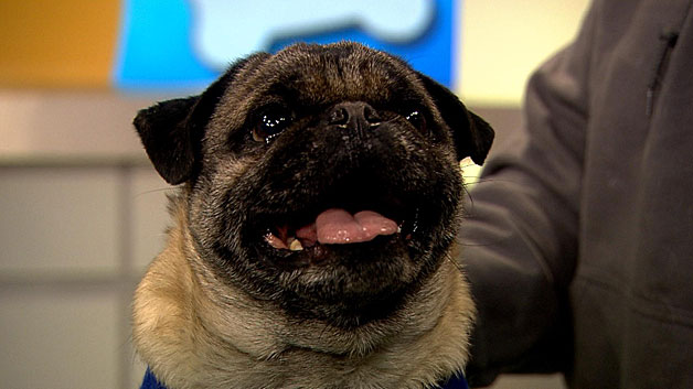 Rocky, up for adoption from Pug Rescue of New England. (WBZ-TV)