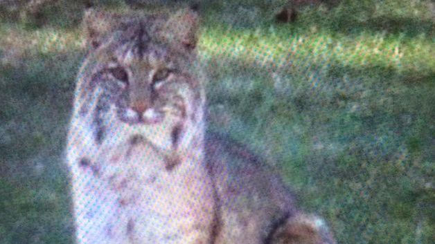 The bobcat spotted in Natick (Image credit Natick Police/Facebook)