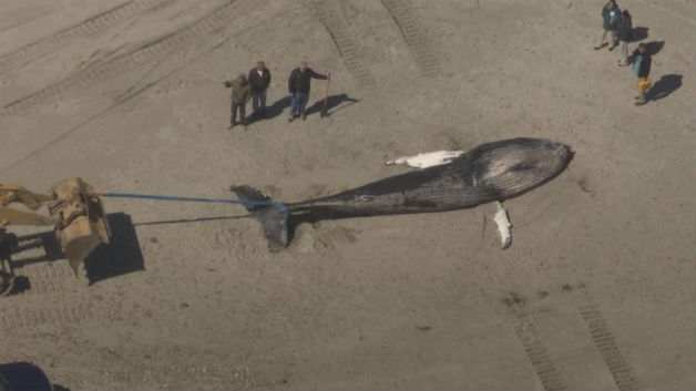 Crews move a dead whale down Duxbury Beach. (WBZ-TV)
