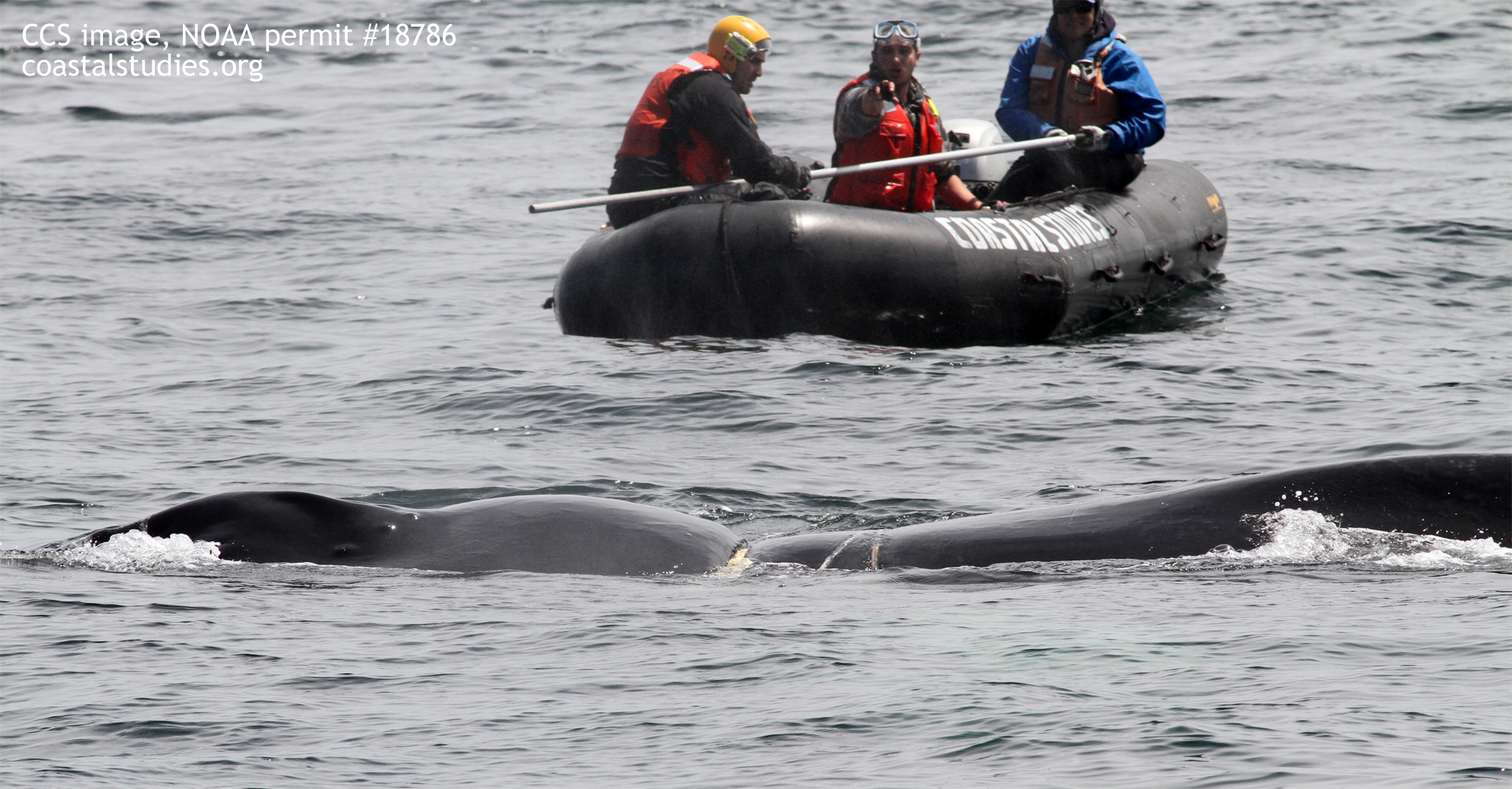 A collar of heavy line remains embedded in the whale's body. CCS image taken under NOAA permit #18786.