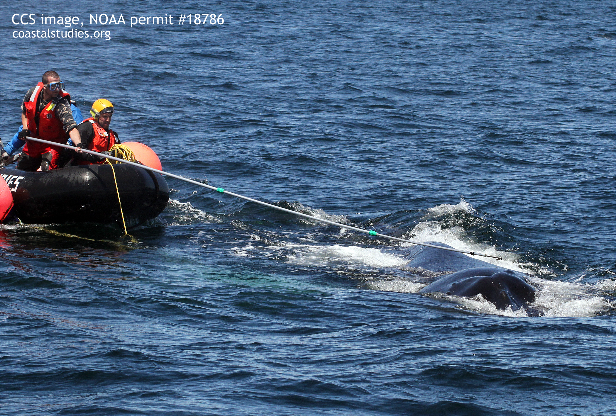 Marine Animal Entanglement Response crew used a hooked knife to cut entanglement from humpback whale Foggy. CCS image taken under NOAA permit #18786.