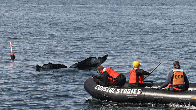 A young humpback whale was freed from an entanglement Saturday at Cape Cod Bay. (Photo credit: Center for Coastal Studies/Facebook)