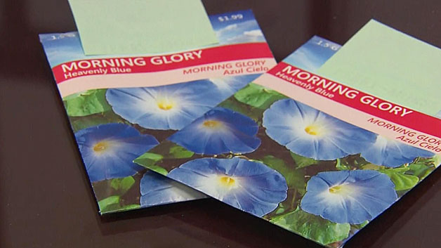 Morning Glory plant seeds. (WBZ-TV)