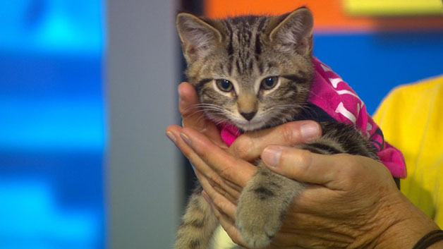 One kitten up for adoption at Quincy Animal Shelter (WBZ)