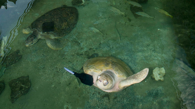 Students at WPI hope their prosthetic fin will help save turtles in the future. (Image Credit: Rob O’Neal)
