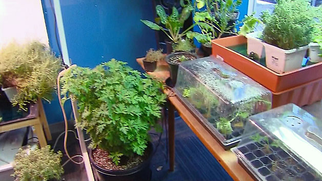 Various plants inside GYO Stuff in Cambridge. (WBZ-TV)