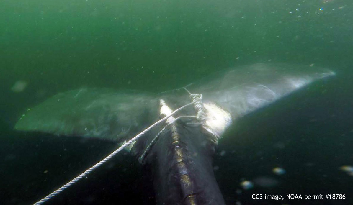 The whale was tangled in fishing gear. (Photo from Center for Coastal Studies, NOAA permit #18786.)