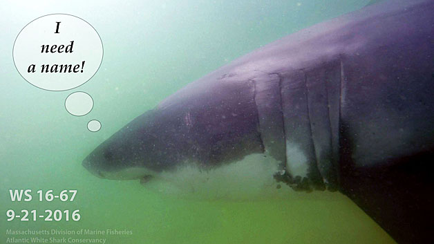 This Great White Shark Needs A Name Cbs Boston