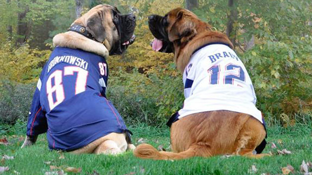 Brady, Gronk Still Hot Names For Dogs In Boston – CBS Boston