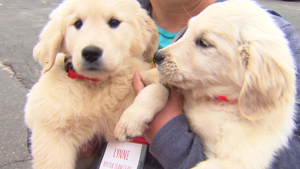 Golden Retrievers Rescued From Deplorable Conditions Cbs Boston