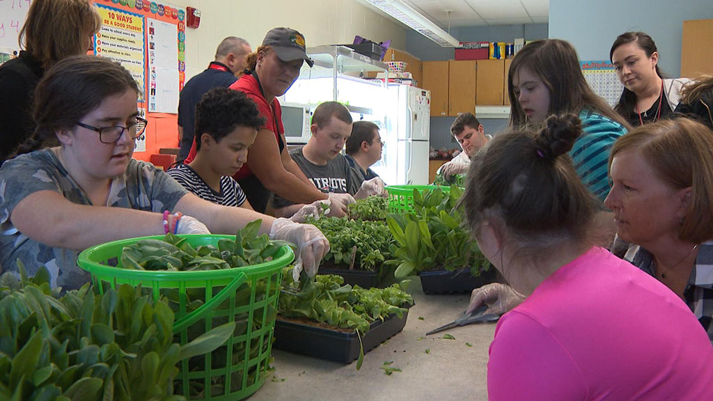 Milton High School Students Grow Greens, Learn Life Skill With Indoor Garden