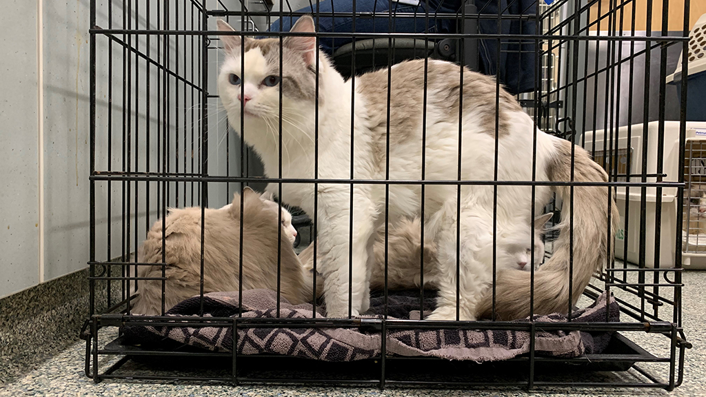 45 Purebred Ragdoll Cats Up For Adoption After Breeder Surrenders