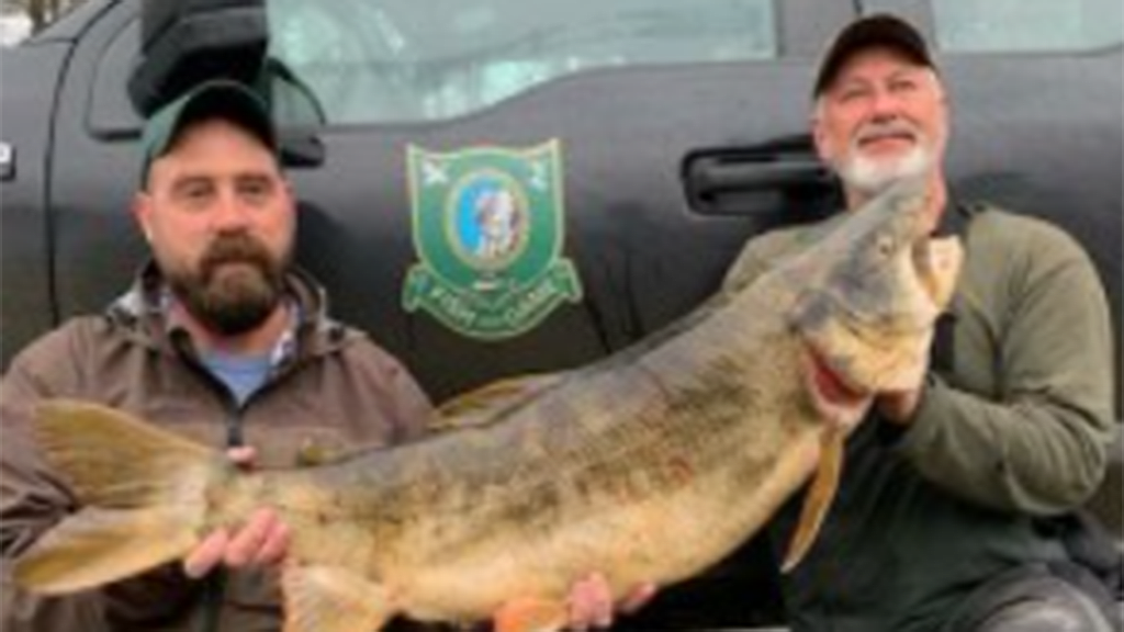 37-lb. Trout Caught By NH Ice Fisherman Shatters State Record - CBS Boston