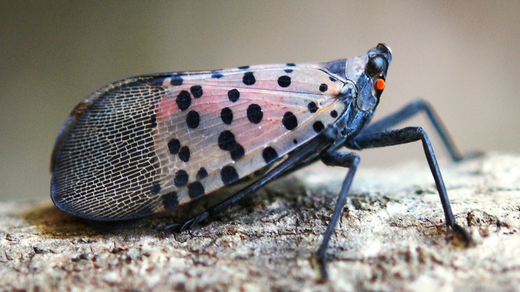 Spotted Lanternfly Population Found In Fitchburg; Residents Urged To Report Sightings