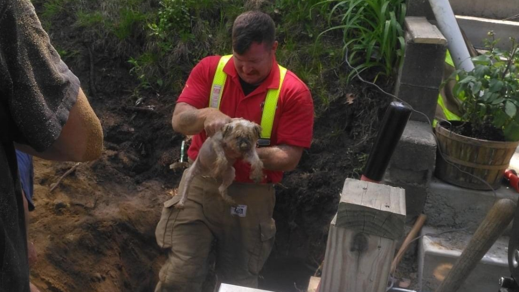 Plymouth Firefighters Rescue Trapped Dog From Animal