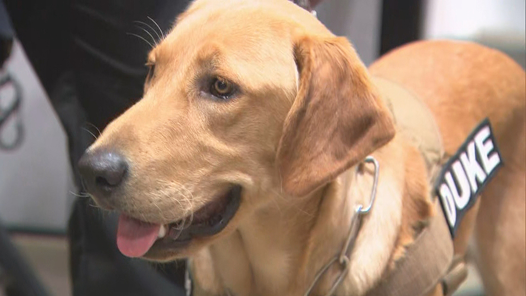 COVID sniffing K-9s used in Massachusetts schools