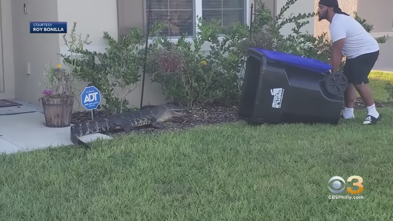 ‘Army Training Kicked In’: Wild Video Shows Man Using Trash Can To Trap Gator Outside Florida Home