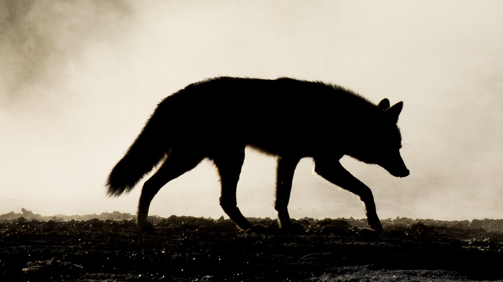 Salem Officials Warn Of Increased Coyote Sightings