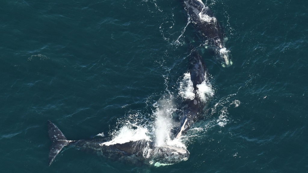 Judge Upholds Fishing Restrictions Meant To Protect Endangered Right Whales In Maine