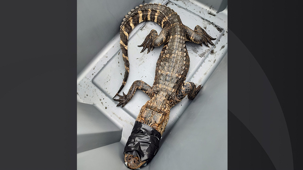 LOOK: Alligator Seen In Western Massachusetts River Captured