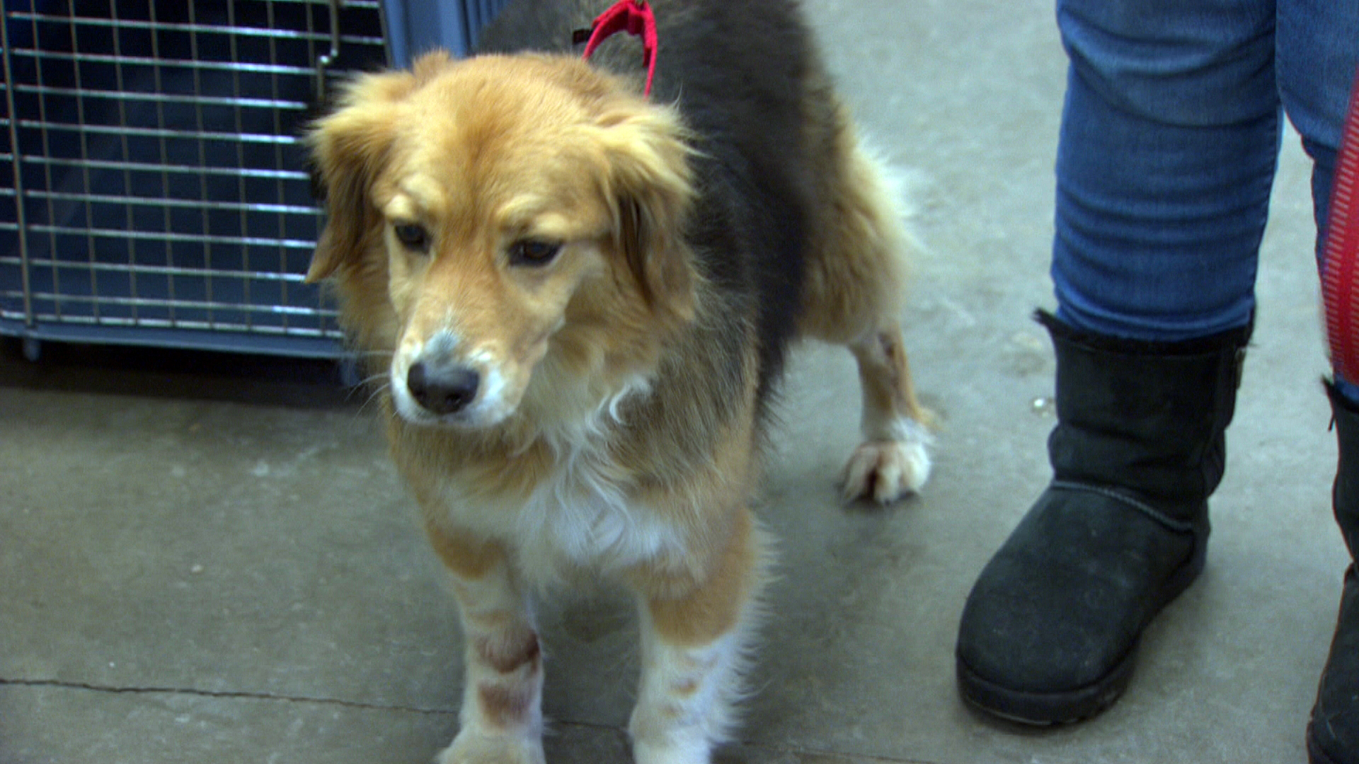 Two Dogs Dumped At Quincy Shelter Receive Medical Treatment – CBS Boston